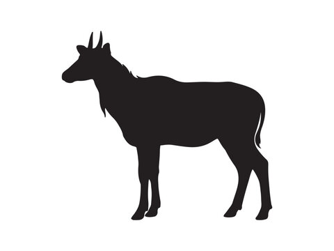 Nilgai antelope standing silhouette with antelope silhouette wildlife creature