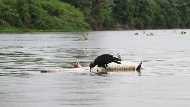 Black vulture eats dead caiman in river while it rains, Coragyps atratus, caiman, Melanosuchus niger, Rio S&atilde;o Louren&ccedil;o, Brazil, dead, death, rain, 