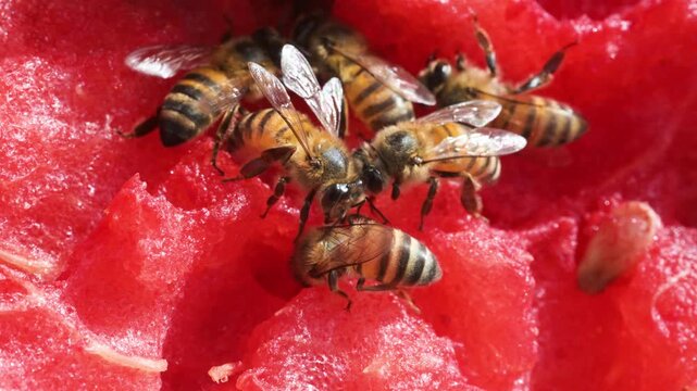 bees while they are eating and drinking from a slice of watermelon, bees ,bee,  eating,  drinking,  watermelon, South Wild Lodge, Pantanal, Brazi
