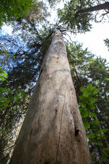 Fototapeta premium Standing dead pine tree (kelo wood) in Finnish forest ecosystem. Naturally weathered pine timber log in boreal woodland