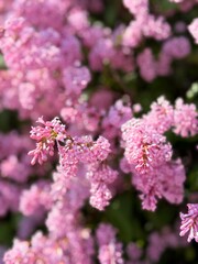 Obraz premium tender purple blooming lilac bush 