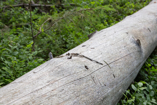 Rare kelo pine trunk in Finnish forest for premium construction use. Weathered Nordic pine log valued for high-end timber production