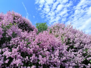 Obraz premium tender purple blooming lilac bush 