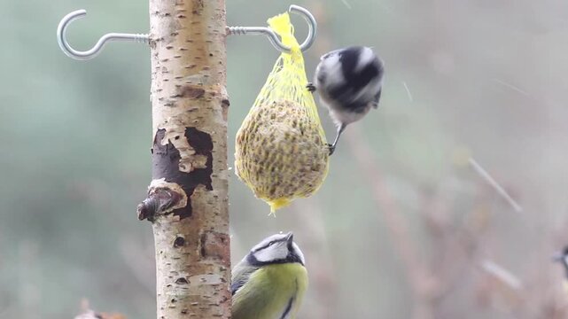 Coal tit (Periparus ater) eating from a suet ball while a blue tit waits its turn below