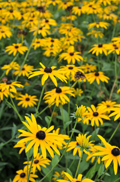 Rudbeckia fulgida - Sonenhut