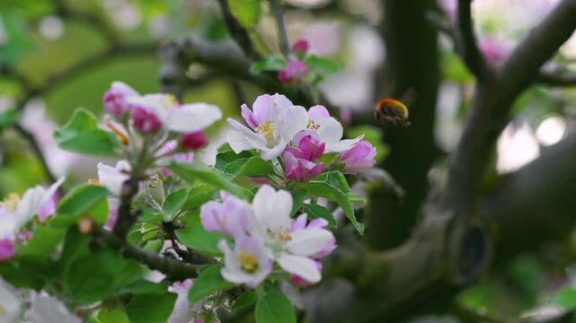 watch as delicate pink and white flower buds transform into vibrant blooms in a tranquil outdoor environment, surrounded by lush greenery and rustic wooden branches, captured in a close-up.