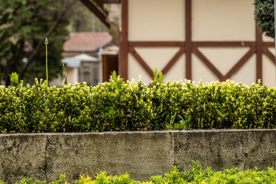 Neat green euonymus and boxwood hedge bush planted in stone border bed on a spring day. Beautiful landscape design with traditional half timbered house building on background, April, Turkey.