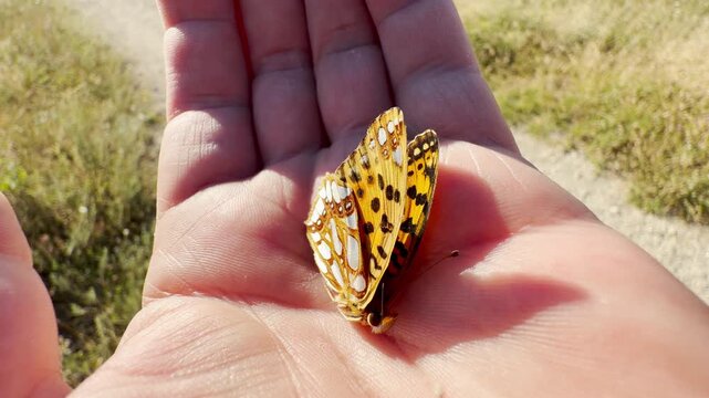 A dead butterfly rests on an open palm under the warm sun in Crimea. Its fragile beauty evokes a deep sense of sadness and gentle melancholy.