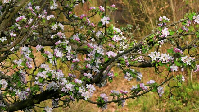 Cinematic view of apple tree branches covered in fresh pink flowers during spring season. Bright and vibrant blooming apple orchard landscape. High quality 4k footage