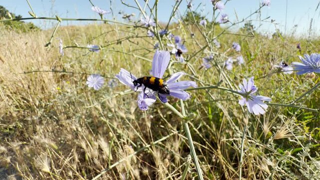 A bright blister beetle climbs across a purple chicory flower in a sunny field in Crimea. This lovely little insect brings a joyful feeling of warm summer days.