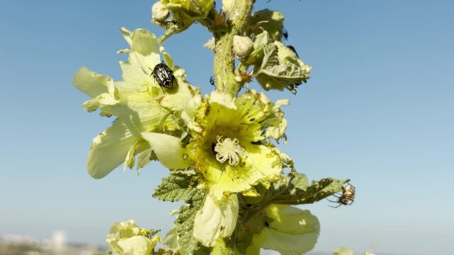 A white-spotted rose beetle rests on pale yellow wrinkled hollyhock flowers in Crimea. This sunny, close-up scene brings a delightful feeling of joy and peaceful wonder.