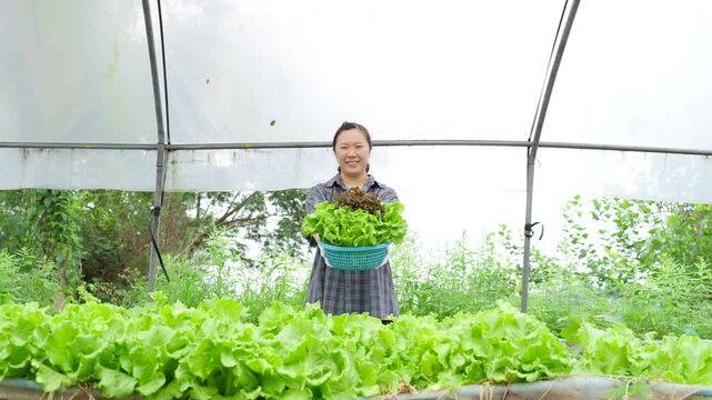 A smiling young female farmer holding a basket of fresh organic lettuce in a greenhouse, showcasing sustainable agriculture, farm-to-table lifestyle, and healthy vegetable produce for the market.