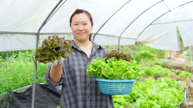 A smiling young female farmer holding a basket of fresh organic lettuce in a greenhouse, showcasing sustainable agriculture, farm-to-table lifestyle, and healthy vegetable produce for the market.