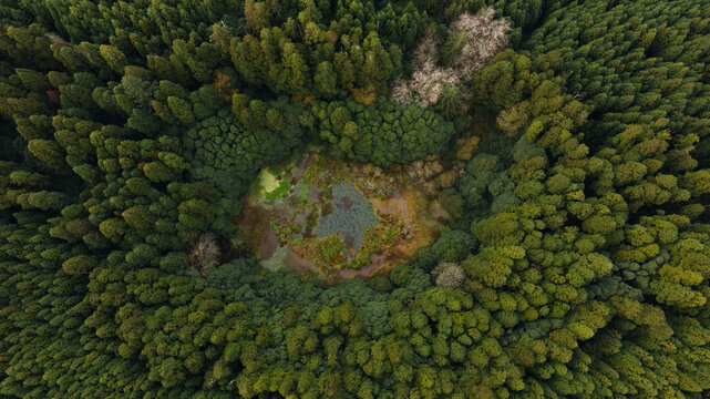 Aerial view of Lagoa do Congro surrounded by dense lush green forest in a volcanic crater in Ponta Garca, Azores, Portugal.