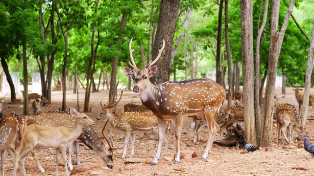 A majestic stag eating leaves in a peaceful green forest during a sunny day, showcasing wildlife in its natural habitat.