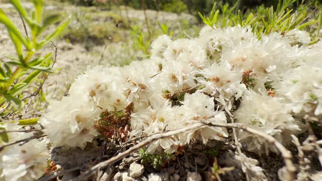 White silver-nailwort plants grow across the rocky ground in Crimea. This delicate wildflower cluster fills the heart with peaceful wonder and simple joy.