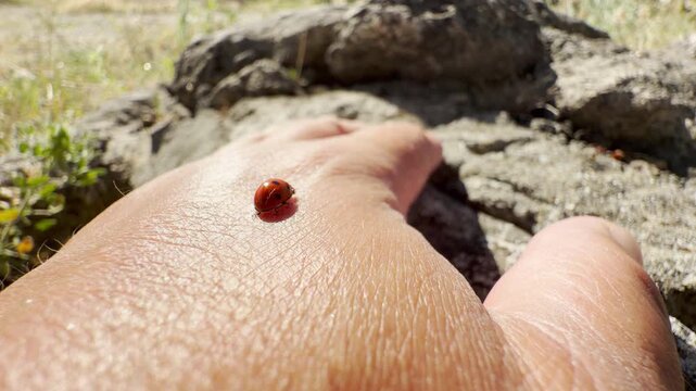 A little red ladybug prepares to take off from a warm hand in the sunny, rocky outdoors of Crimea. This charming sight brings a cheerful feeling of hope and lighthearted joy.