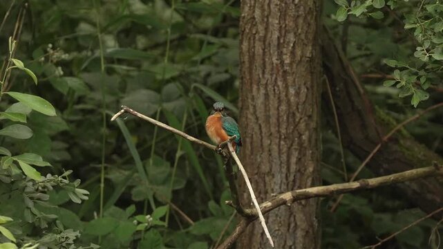 Slowed speed 24FPS Grooming Kingfisher in Wildlife Nature Footage - cannot be sped up