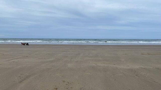 Two dogs on the Nefyn sandy beach located near Pwllheli	