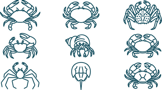 Hand Drawn Crab and Marine Crustacean Outline Collection with Hermit Crab, Horseshoe Crab, Spider Crab, and Ocean Wildlife Vector Illustration Set
