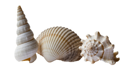 Isolated collection of natural ocean seashells with unique textures and spiral patterns © Oisin