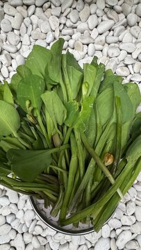 Top-down view of freshly harvested green genjer (Limnocharis flava) or velvetleaf water plants placed in a metal bowl, set against a background of decorative white garden stones.