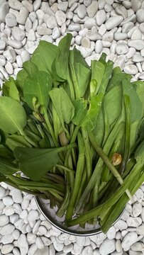 Top-down view of freshly harvested green genjer (Limnocharis flava) or velvetleaf water plants placed in a metal bowl, set against a background of decorative white garden stones.