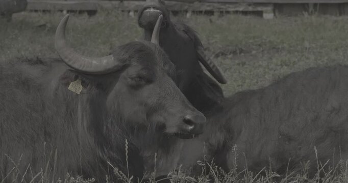 Two Black Water Buffalos Resting Peacefully in a Serene Green Field