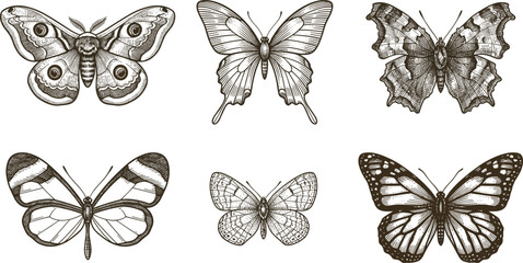 Vintage Engraved Butterfly Collection with Detailed Hand Drawn Insect Illustrations for Nature Education, Wildlife Design, Entomology Projects, Prints, and Decorative Artwork © MstSuborna
