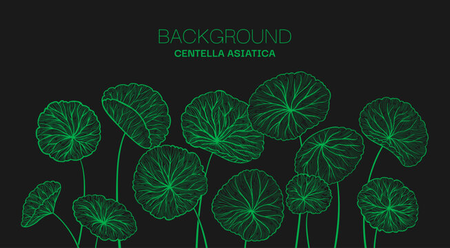 Centella asiatica leaves web banner Hand drawn linear style art. Gotu kola, Asiatic pennywort herb pattern. Medicinal plant template for label, package invitation. Vector design background