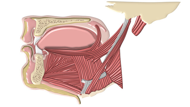 Muscles of Floor of Mouth