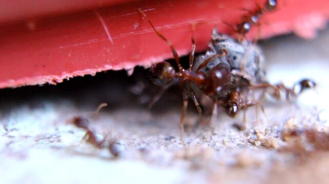Close-up of ants transporting dead insect under red surface, natural behavior in action