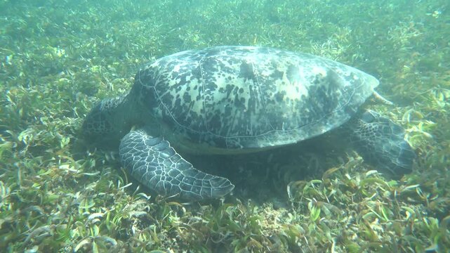 a green sea turtle swimming in the sea