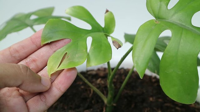 Close-up video of a Raphidophora tetrasperma houseplant with brown, dry, and damaged leaves. Ideal for topics about plant care, houseplant health, leaf damage, gardening, and indoor plant maintenance.