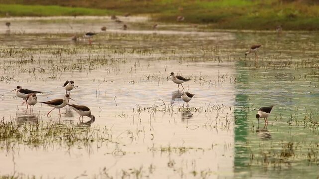 Graceful wading birds foraging in shallow water surrounded by sparse vegetation during daylight hours.