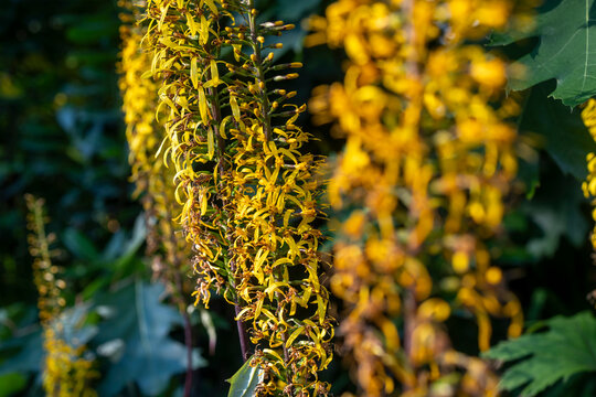 Close-up of yellow ligularia flowers blooming on tall stems. Ligularia przewalskii