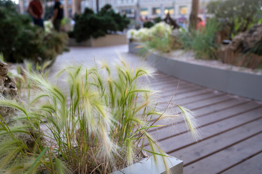 Ornamental foxtail barley grass (Hordeum jubatum) swaying on wooden deck in urban plaza