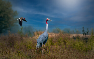 Fototapeta premium The Sarus crane (Antigone antigone) holds the record as the tallest flying bird in the world, growing up to a height of 1.8 metres (5 feet 11 inches).