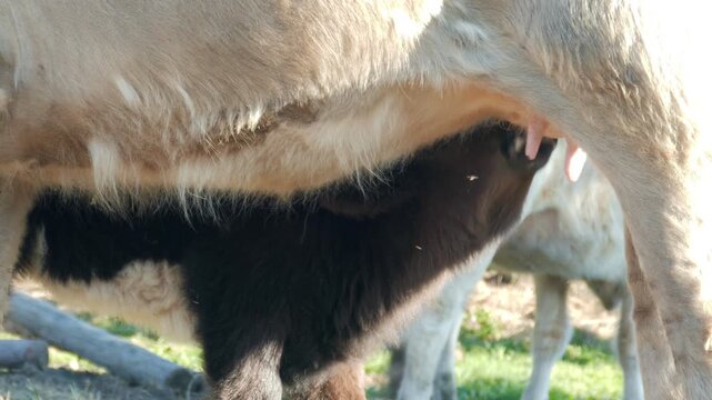 Young calf nursing from mother cow udders on a dairy farm, close up view