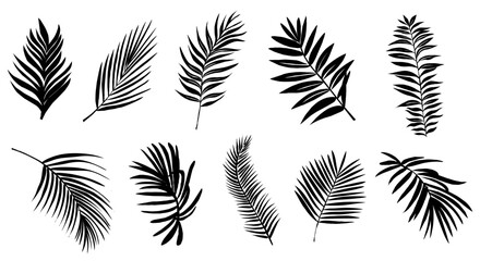 Black palm fronds arranged in a bold, clean layout. Each leaf features sharp, natural curves. Ideal for tropical, nature, or design projects. Simple silhouette style enhances modern appeal © Creative_Juice_Art