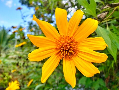 A striking, close-up shot of a vibrant Mexican Sunflower (Tithonia diversifolia), locally known as Kipait or Tree Marigold