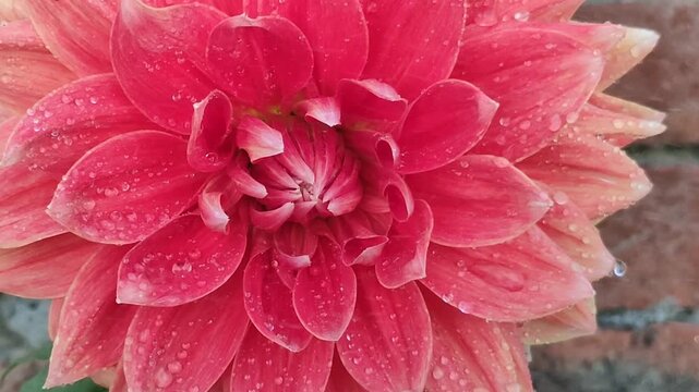 Close-up of a stunning pink dahlia bloom with water droplets, showcasing intricate petals and natural beauty.