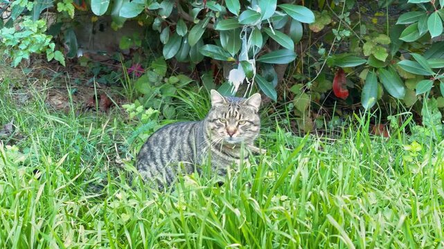 gray striped tabby cat sitting alert in tall lush green grass near a stone wall with leafy plant in bright sunshine
