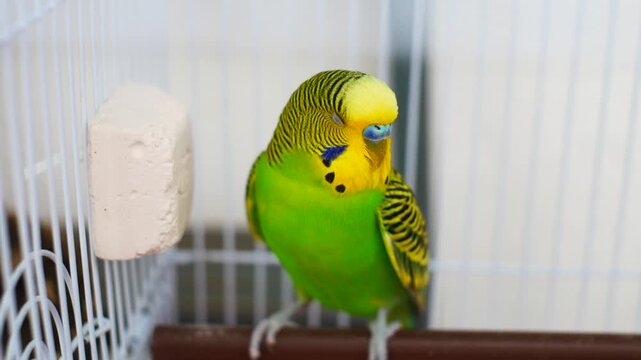 Close-up of a cute green and yellow budgie dozing on a perch and occasionally making sweet chirping sounds. Authentic budgerigar video with original audio track