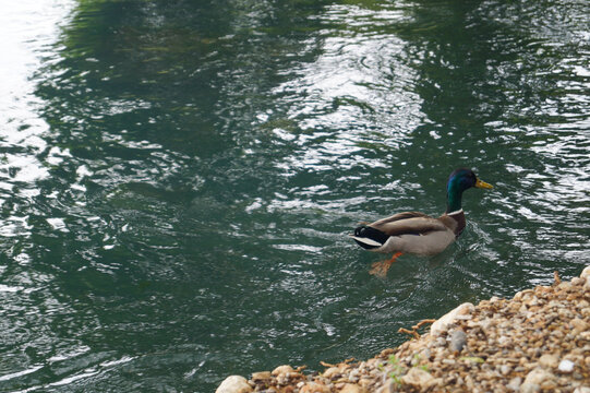 A colorful male mallard duck swimming gracefully in the crystal clear, vibrant waters of the Azmak River in Akyaka, Ula, near a pebbly riverbank.