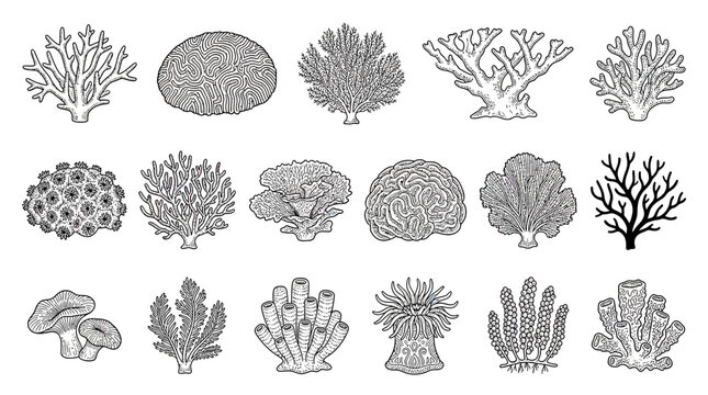 Set of Hand-Drawn Coral Illustrations, Marine Life Collection