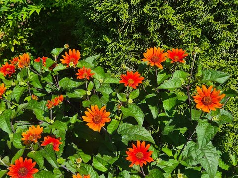 Vibrant orange Mexican sunflower tithonia flowers blooming in lush green garden, floral nature photography background for botany and summer design