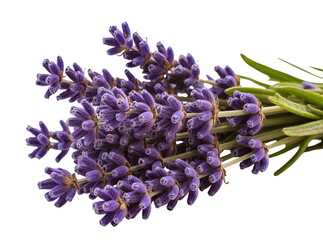 Isolated fresh fragrant purple lavender flowers bouquet with green leaves and stems © Andrei