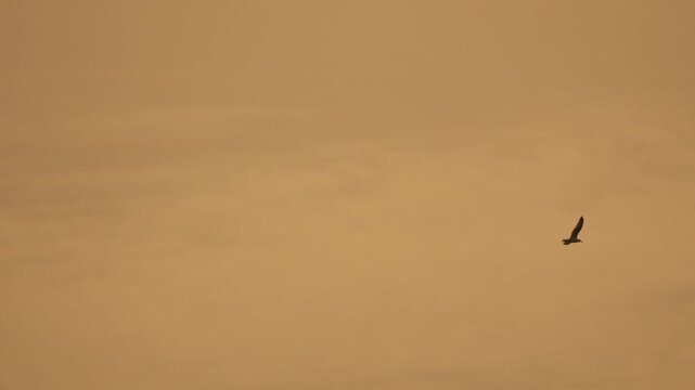 Seagull flying sunset bird soaring through a hazy golden sky during a peaceful evening in nature