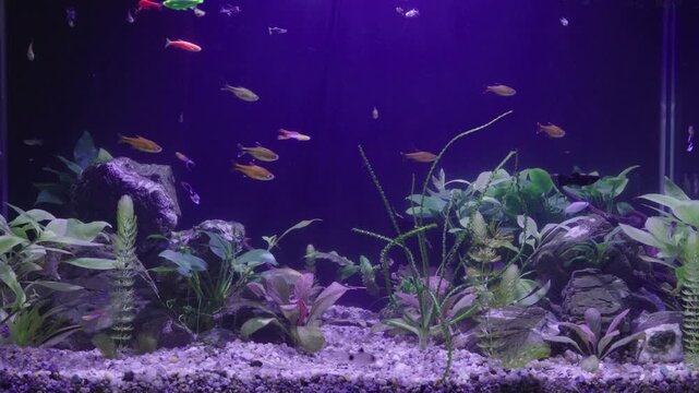 Small diverse fish swim in planted freshwater tank under violet illumination. Domestic aquarium features green aquatic plants and dark stones in cozy hobby setting.